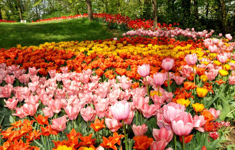 castello di pralormo messer tulipano