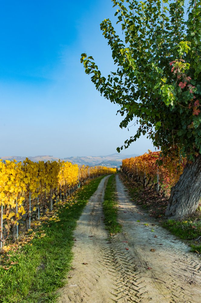 Photo by: Valter Abba. Foliage in Langhe e Roero. La magia dell'autunno.